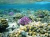 Egito: Mergulho em Marsa Alam, no Mar Vermelho