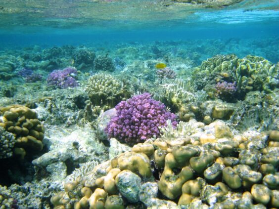 Egito: Mergulho em Marsa Alam, no Mar Vermelho Egito: Mergulho em Marsa Alam, no Mar Vermelho