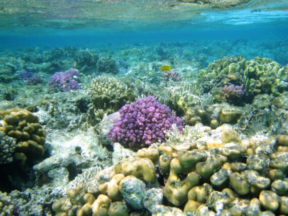 Egito: Mergulho em Marsa Alam, no Mar Vermelho
