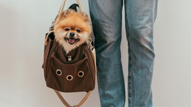 Viagem internacional com pet