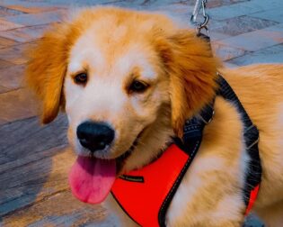 <strong>Hotéis pet friendly SP</strong> <strong>Hotéis pet friendly SP</strong>