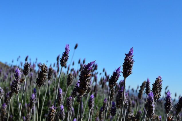 O que fazer em Cunha SP