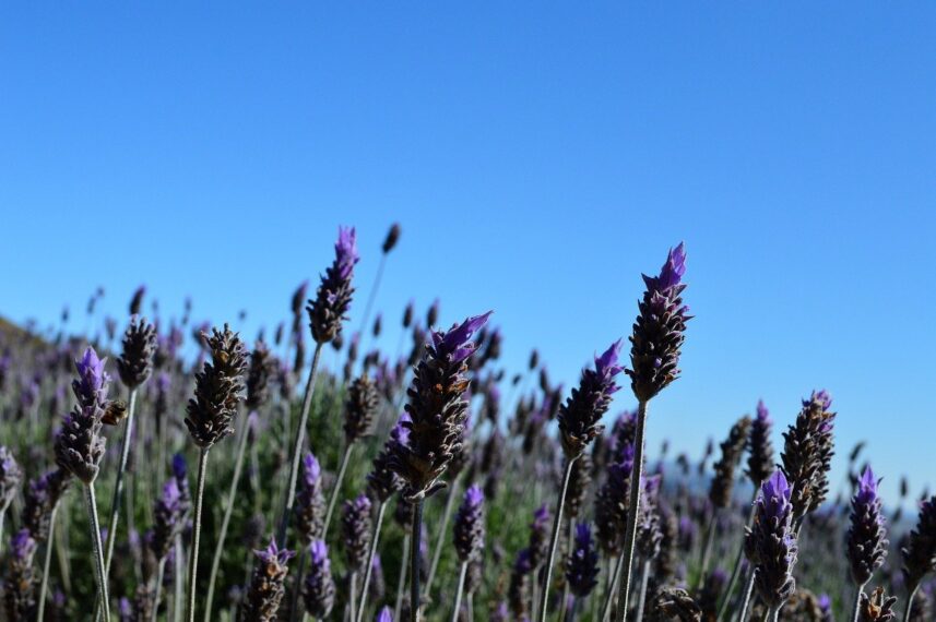 O que fazer em Cunha SP